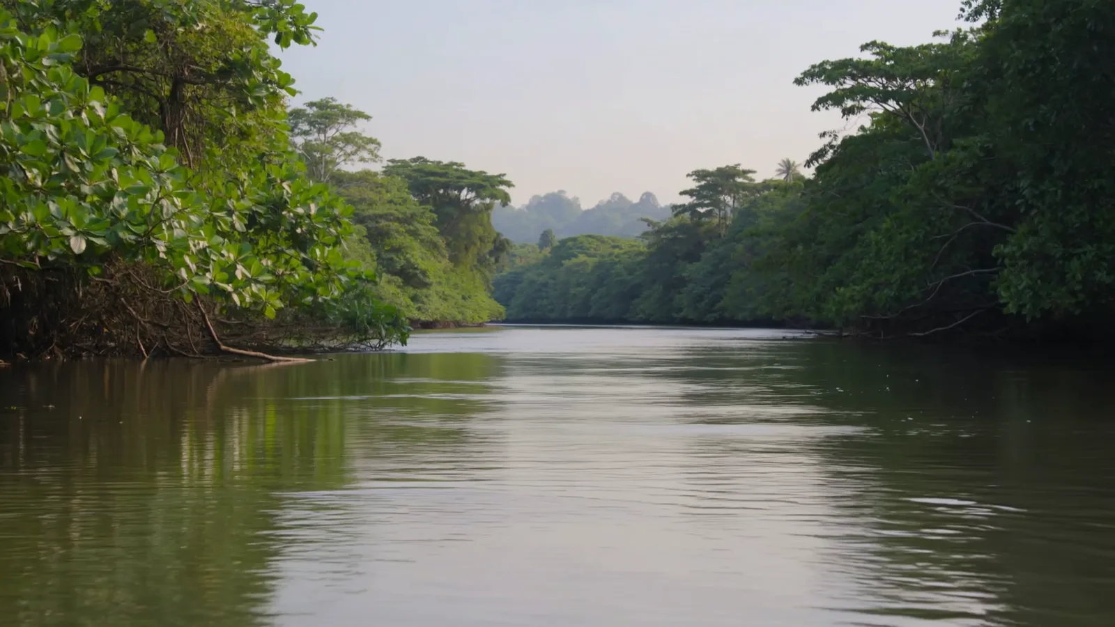 Río y vegetación tropical: imagen de apoyo